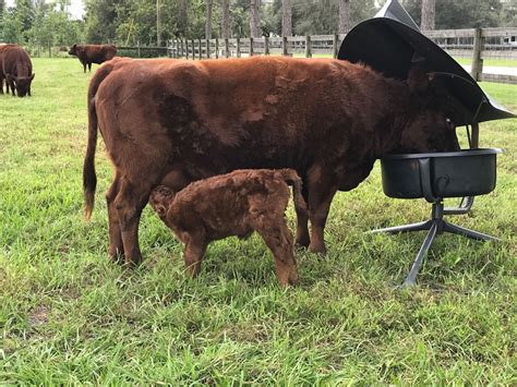south florida farm & garden "cows" - craigslist gallery relevance 1 - 48 of 48 Cows For Sale 410 SW Ranches Davie 450 Florida Cracker Cows 410 Miami 600 Cows For Sale 45 SW Ranches Davie 450 Cattle Calves , Cows , Bulls 45 SW Ranches Davie 450 Bull & Cows 328 miami dade county no image buying cows. . Cows for sale florida craigslist